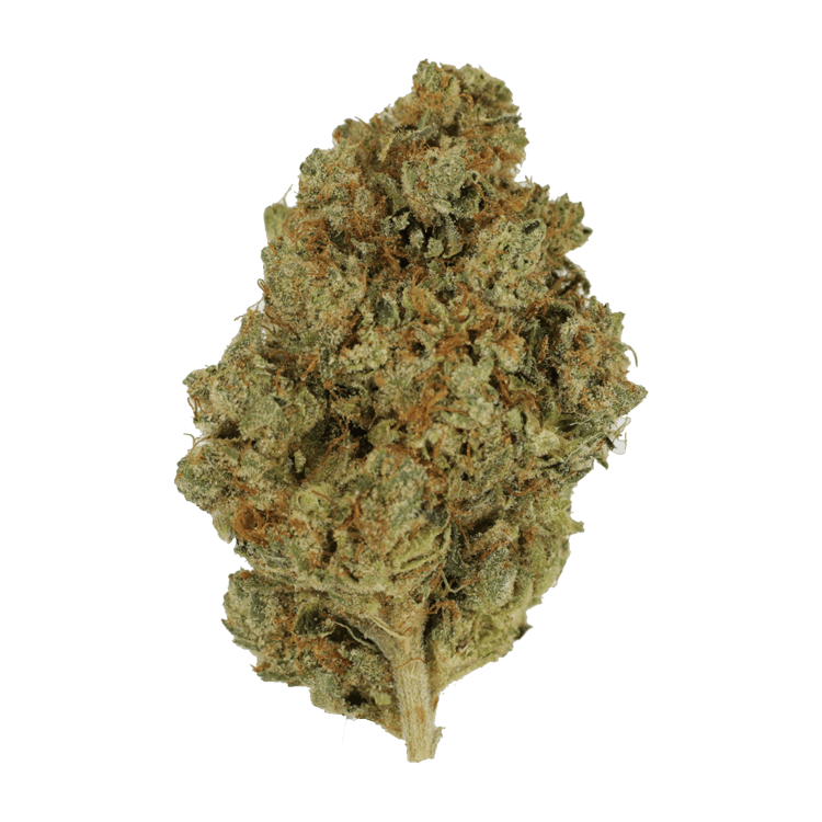 Nepalese | WeedSmart Canada Nepalese | WeedSmart Canada