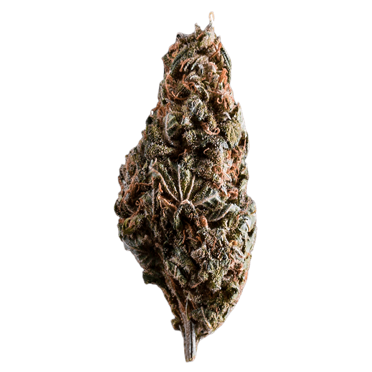 Burmese Kush | WeedSmart Canada Burmese Kush | WeedSmart Canada
