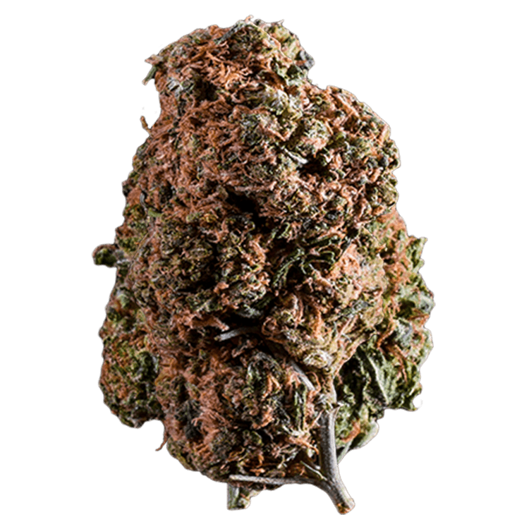 Champagne Diesel – 1 Ounce | WeedSmart Canada Champagne Diesel – 1 Ounce | WeedSmart Canada