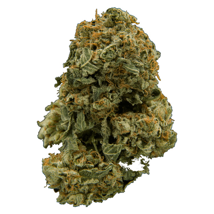 G-13 | WeedSmart Canada G-13 | WeedSmart Canada