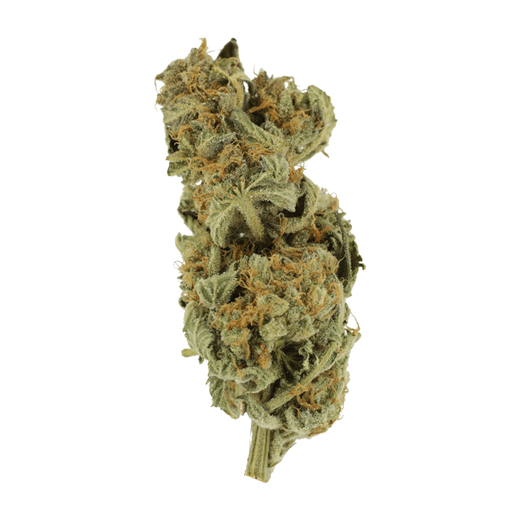 Gorilla Glue | WeedSmart Canada