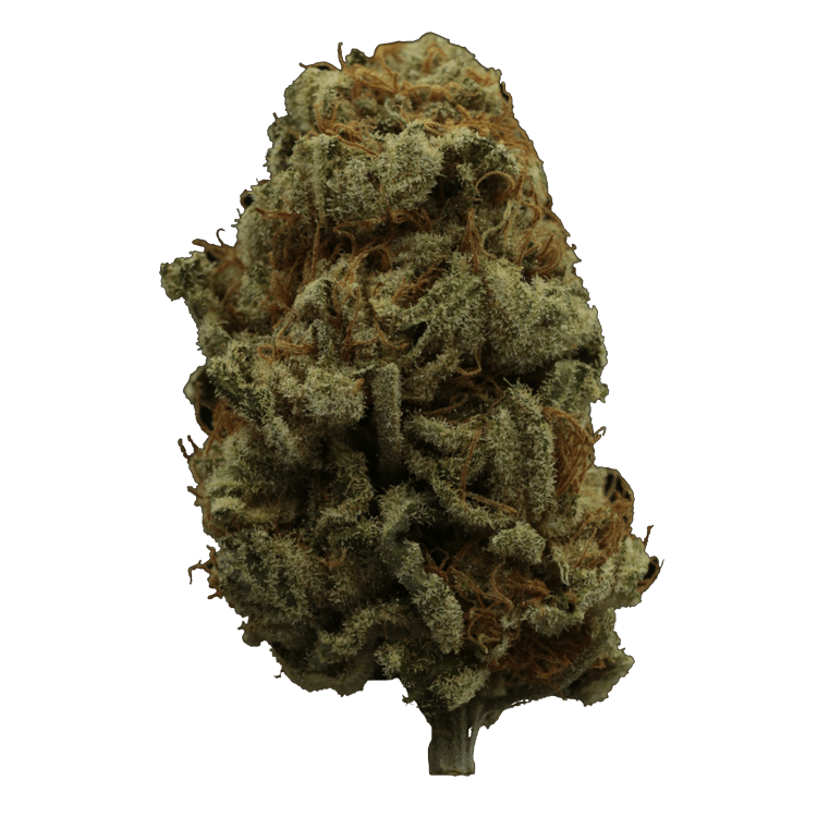 Hempstar | WeedSmart Canada Hempstar | WeedSmart Canada