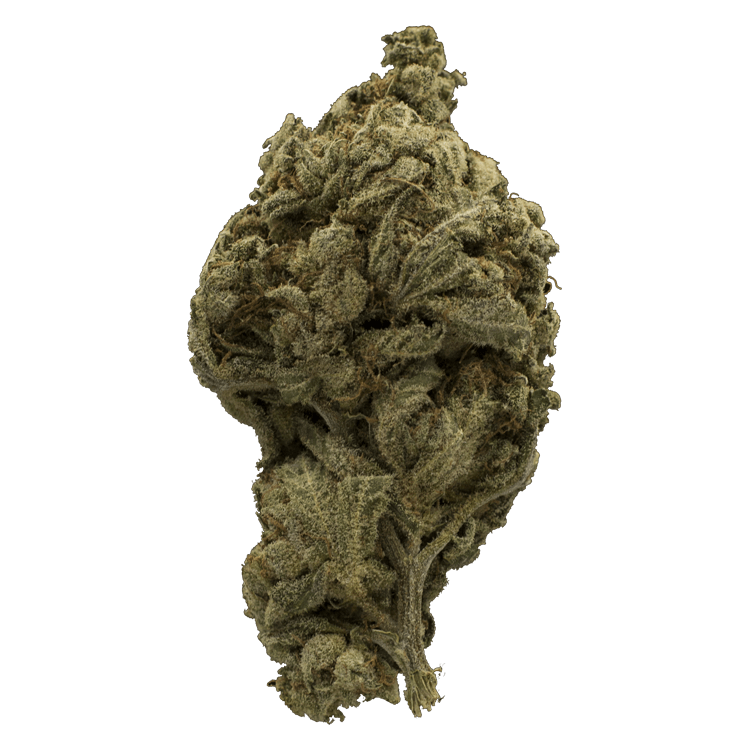 La Blanca Gold | WeedSmart Canada La Blanca Gold | WeedSmart Canada