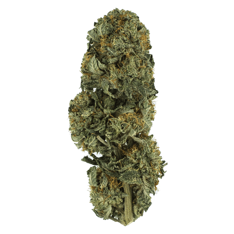 Northern Lights – 1 Ounce | WeedSmart Canada Northern Lights – 1 Ounce | WeedSmart Canada