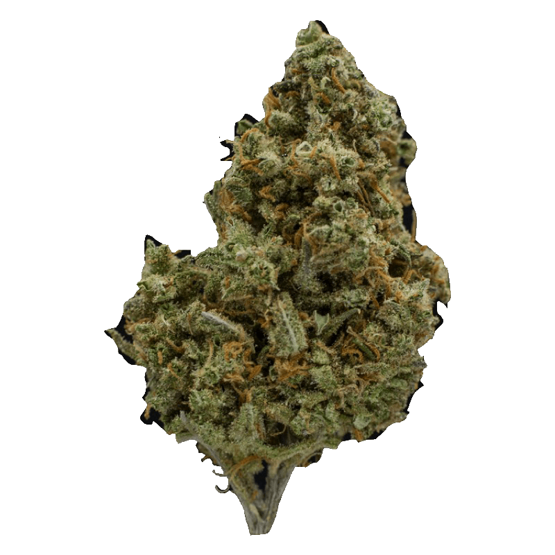 Citrus Haze – 1 Ounce | WeedSmart Canada Citrus Haze – 1 Ounce | WeedSmart Canada
