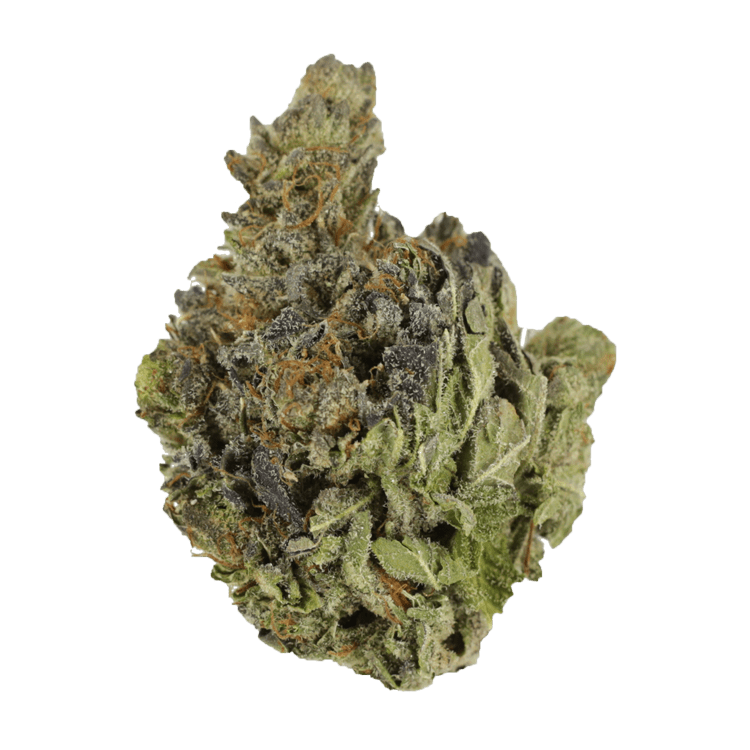 Chocolope | WeedSmart Canada