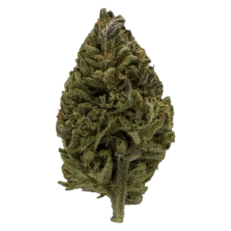 Super Mario GA | WeedSmart Canada Super Mario GA | WeedSmart Canada