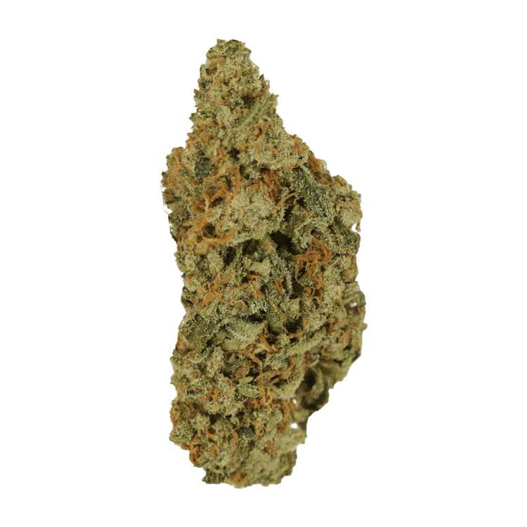 Mimosa | WeedSmart Canada