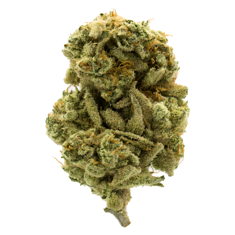 Mango Sherbert | WeedSmart Canada Mango Sherbert | WeedSmart Canada