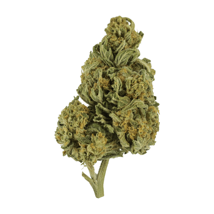 Blackwater | WeedSmart Canada Blackwater | WeedSmart Canada