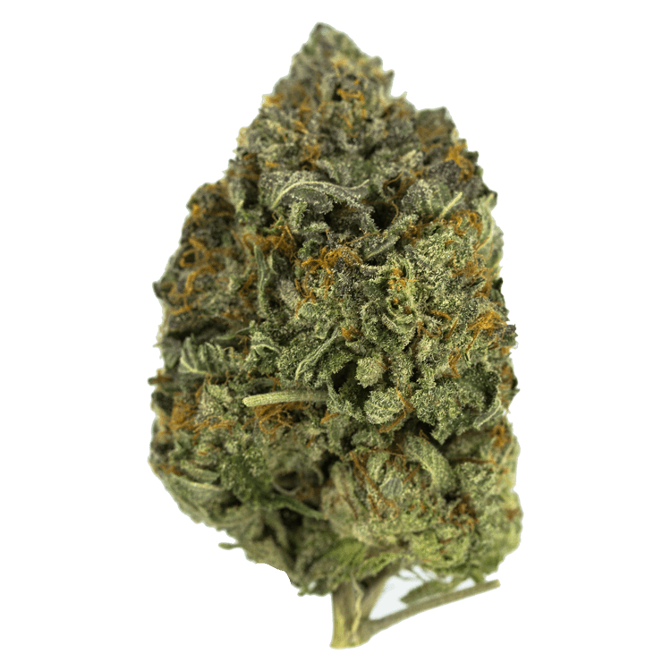 Dancehall | WeedSmart Canada Dancehall | WeedSmart Canada