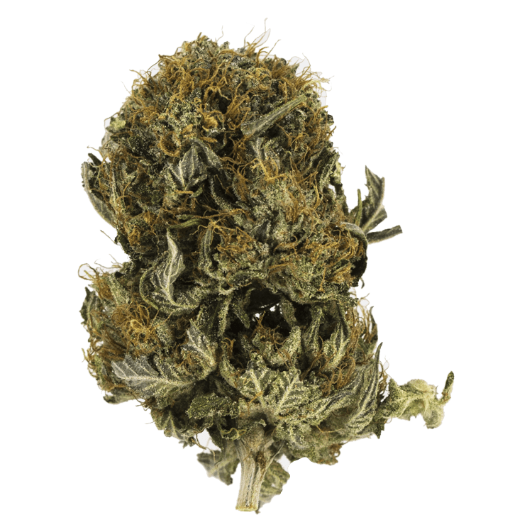 Blue Sherbert | WeedSmart Canada Blue Sherbert | WeedSmart Canada