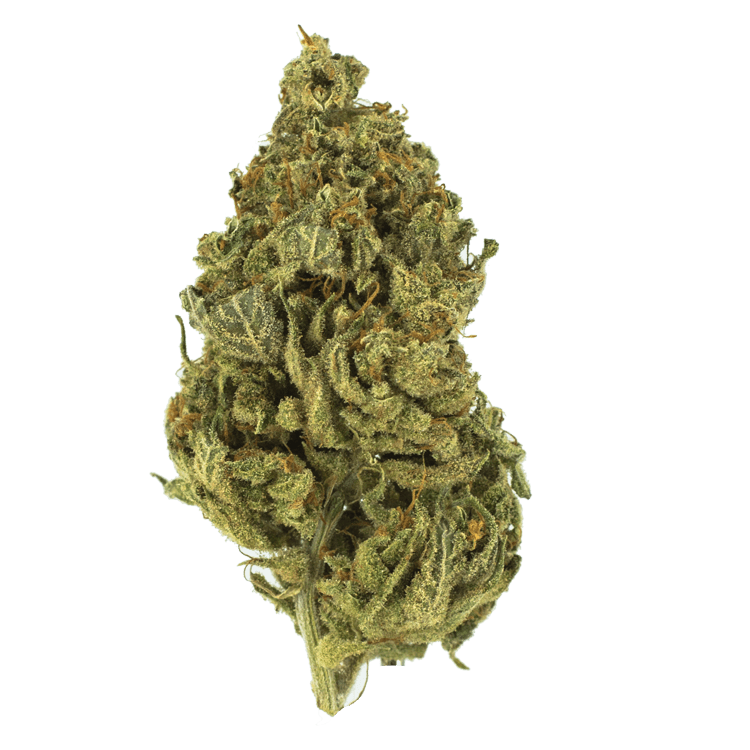 Chocolate Diesel | WeedSmart Canada Chocolate Diesel | WeedSmart Canada