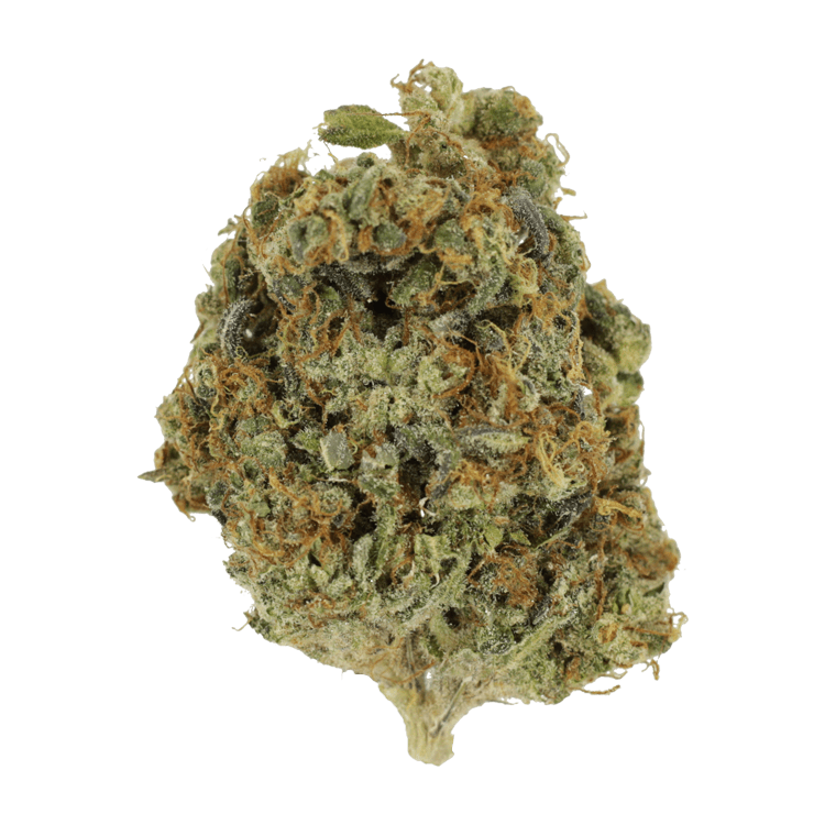 Sunset Sherbert | WeedSmart Canada Sunset Sherbert | WeedSmart Canada