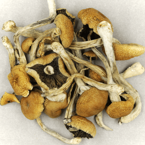 Cambodian Psilocybe Cubensis | WeedSmart Canada