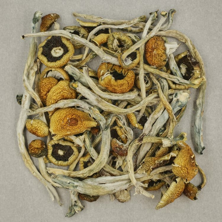 Costa Rican Psilocybe Cubensis | WeedSmart Canada