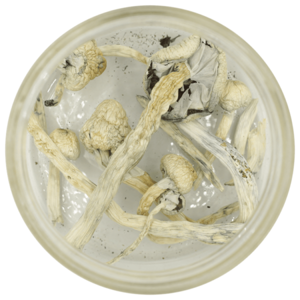 Great White Monster Cubensis | WeedSmart Canada Great White Monster Cubensis | WeedSmart Canada
