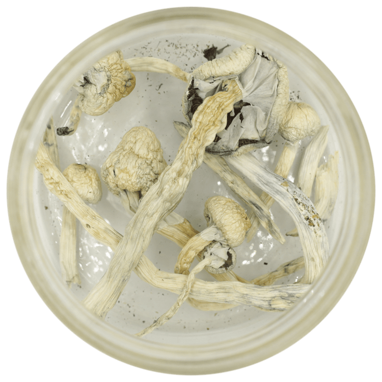 Great White Monster Cubensis | WeedSmart Canada Great White Monster Cubensis | WeedSmart Canada