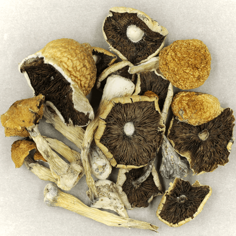 Penis Envy Cubensis | WeedSmart Canada