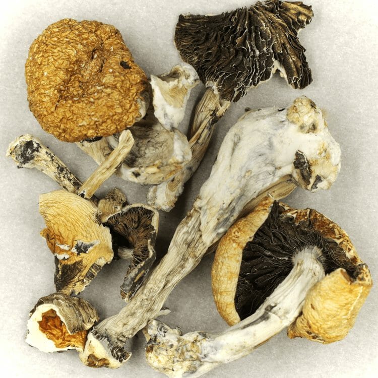 Thai Elephant | WeedSmart Canada Thai Elephant | WeedSmart Canada