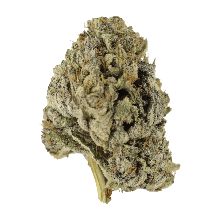 Sugar Pine | WeedSmart Canada