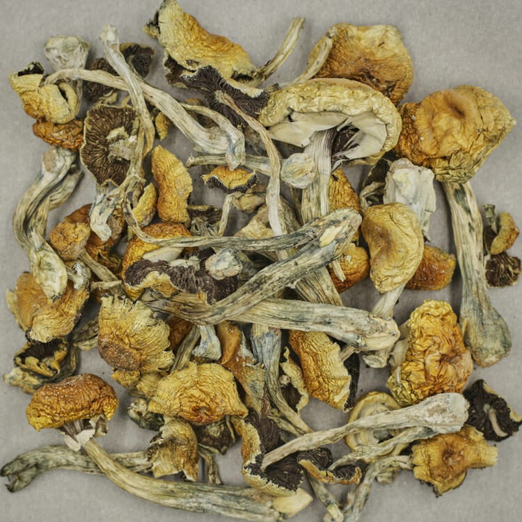 South American | WeedSmart Canada South American | WeedSmart Canada