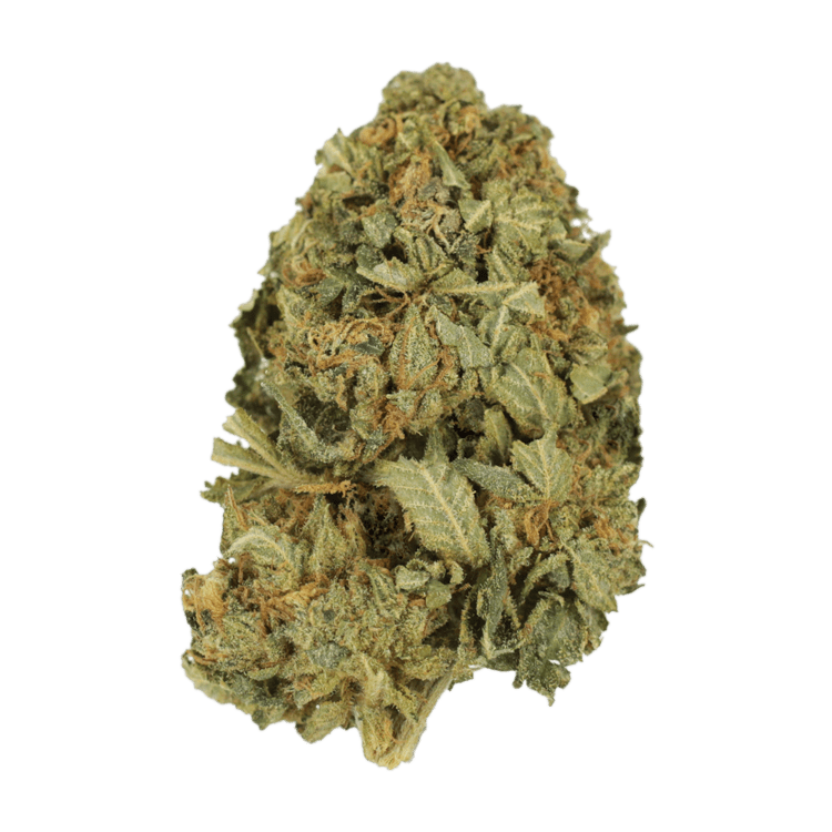 G13 | WeedSmart Canada G13 | WeedSmart Canada