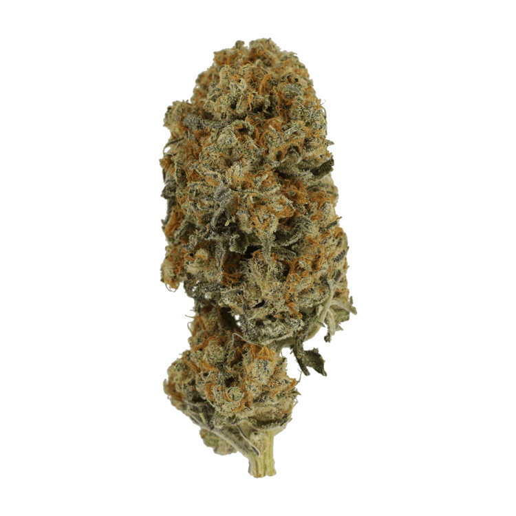 Jacks Girl | WeedSmart Canada