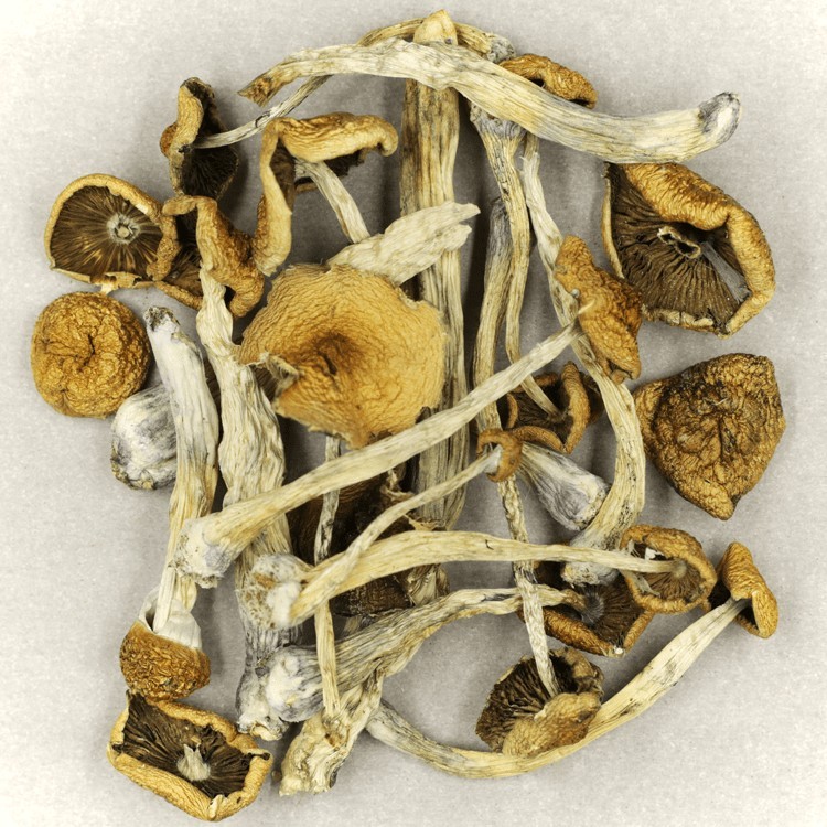 Psilocybe Cubensis Mexicana | WeedSmart Canada