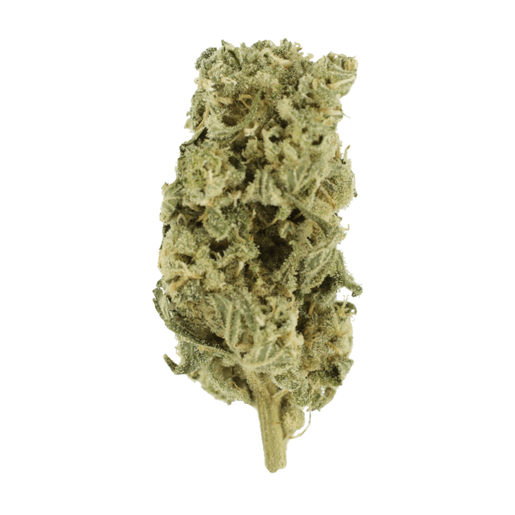 Champagne Kush | WeedSmart Canada