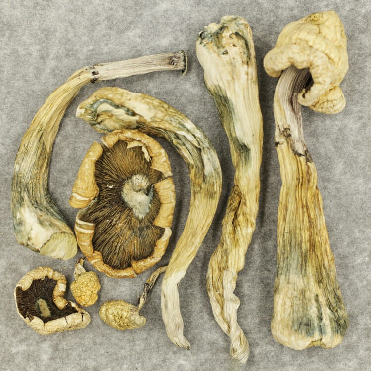 Atlantic Treasure Coast | WeedSmart Canada Atlantic Treasure Coast | WeedSmart Canada