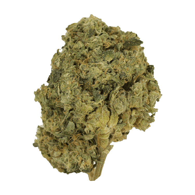Ambrosia | WeedSmart Canada Ambrosia | WeedSmart Canada