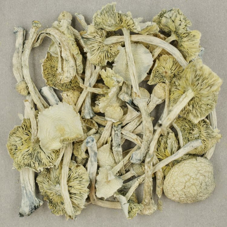 Albino Zilla | WeedSmart Canada